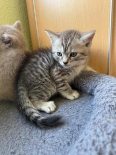 Noch 3 süße BKH Kitten suchen ab Anfang September ein neues zu Hause