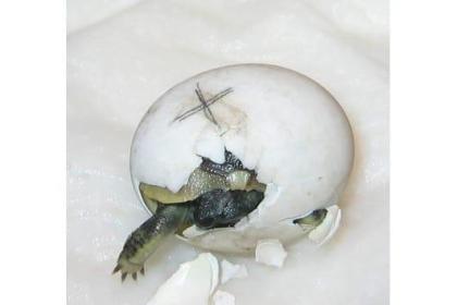 Griechische Landschildkröten NZ 2022