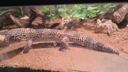 Leopardgecko männlich mit Terrarium