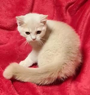 BKH Mädchen in creme und Black-Tortie