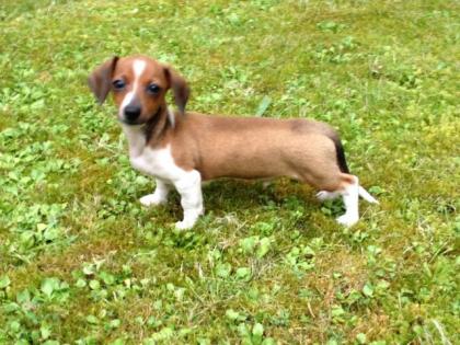 Kaninchen Teckel Mini Dackel mit echten Stammbaum