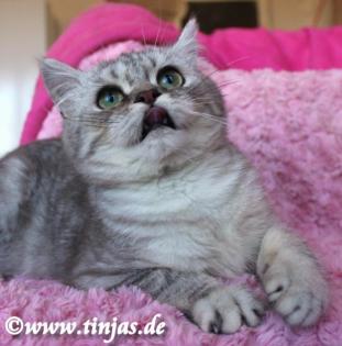 Britisch Kurzhaar Kater in blue silver tabby