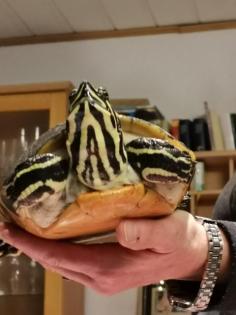 Wasserschildkröte abzugeben