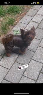 Yorkshire Terrier Schocko Weibchen in Saarbrücken schwarzenholz