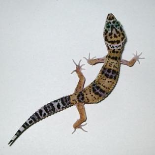 Leopardgecko Farb-Nachzuchten 2021