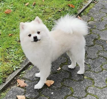Leon Little Angel Deckrüde Kein Verkauf