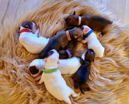 Jack Russel Terrier Welpen