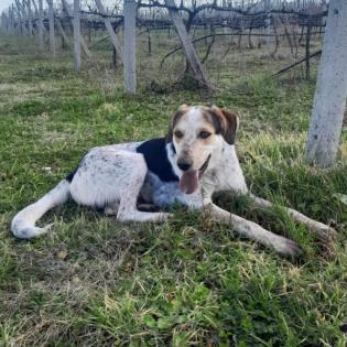 Rick / Status sucht ein Zuhause