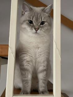 BKH Deckkater mit Stammbaum Videoüberwacht