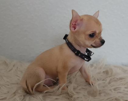 Zuckersüßer chihuahua rüde Abgabebereit