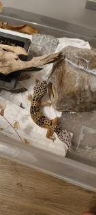 Zwei weibliche Leopardengeckos