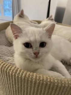 BKH kitten mit Stammbaum