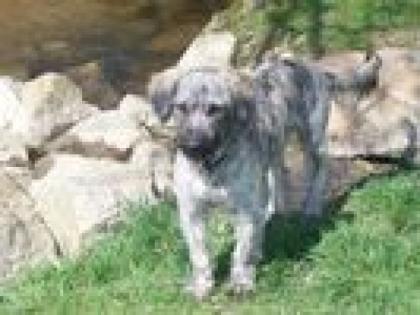 Süßen 11 Monaten alten Mischlingshund in gute Hände abzugeben