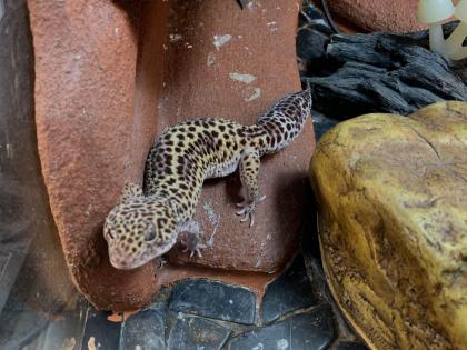 Leopardgeckos suchen neues zu Hause