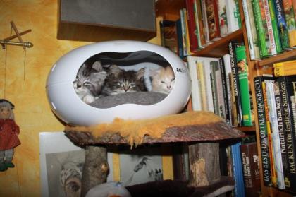 Maine Coon/Sibirische Waldkatzen Babys