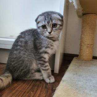 BKH Wiskas Kitten