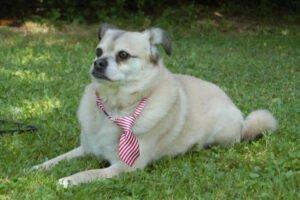 Fitz - männlich 10 Jahre 38 cm 11 kg Mops-Mix Gechipt Kastriert