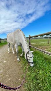 Reitbeteiligung für Großpferd gesucht