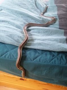 Kornnatter farbmorph gut händelbar