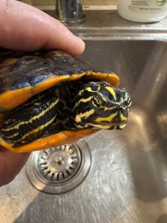 Wasserschildkröte Pseudemys Nelsoni