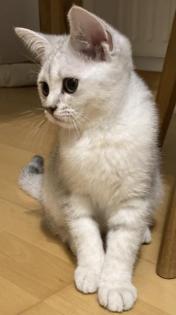 Bkh Kitten mit offenen Stammbaum blg. B