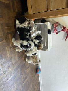 Süße cavalier- Shihtzu welpen/ CavaTzu abzugeben