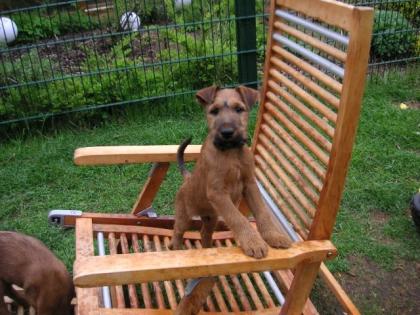 Irish Terrier Welpen von der Weinbergsquelle