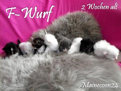 Maine Coon Kitten in verschiedenen Farben suchen DICH