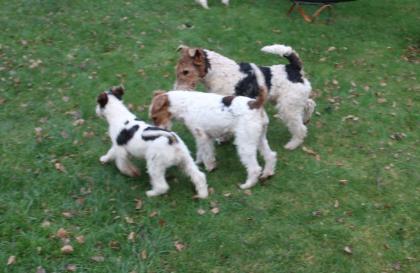 Drahthaar Foxterrier Welpe.