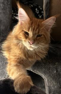 Maine Coon Kater Rot