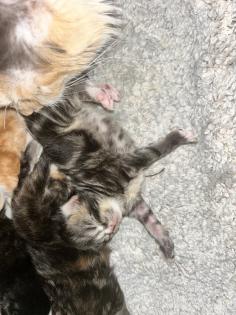 Main Coon Perser Babys