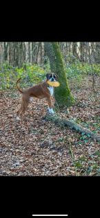 Deutsche Boxer