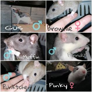 Frettchen pärchen