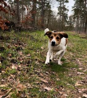 Collie Mix Hündin 2j sucht erfahrenes Zuhause auf dem Land