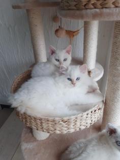 Selkirk Rex Kitten