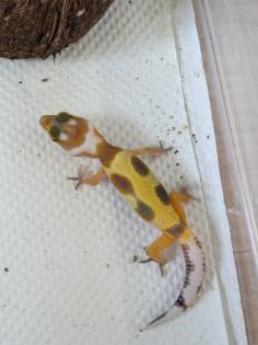 Leopardgeckos aus Rostock NZ 2024