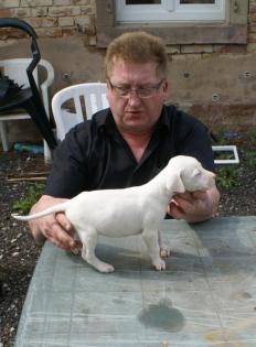 Dogo Argentino Welpen ab 25. 05. 2021