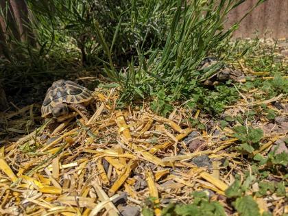 Griechische Landschildkröten Testudo hermanni Nachzuchten aus 2019, 2021 und 2022