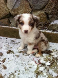 Australian Shepherd Welpen mit ASCA Papieren