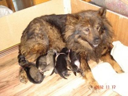 Eurasier-Welpen