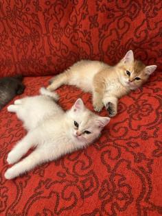 Reinrassige Britisch Kurzhaar Katzenbabys suchen ein schönes zuhause