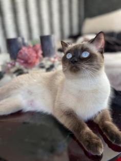 Siam Deckkater gesucht