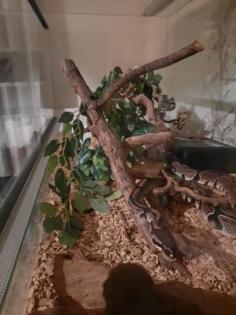 Königspython mit Terrarium