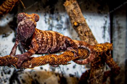 Pantherchamäleon Furcifer Pardalis Ambilobe DNZ Weibchen Pantherchameleon