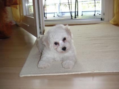 Bichon Frise