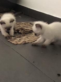 Siam Kitten Baby - zu verkaufen