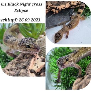 Verschiedene Leopardgeckos 2021/2023