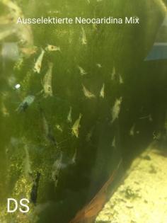 Ausselektierte neocaridina