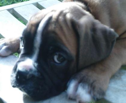 Boxer Welpen 8 Wo.