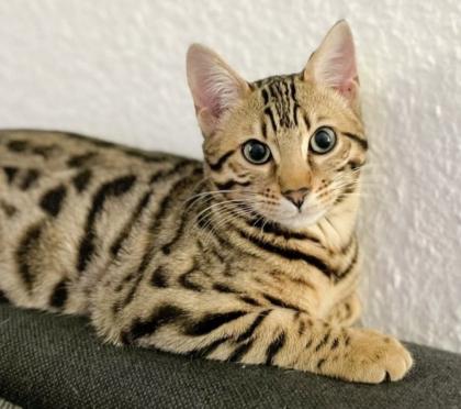 Bengal Katze sucht neues Zuhause auf Lebenszeit